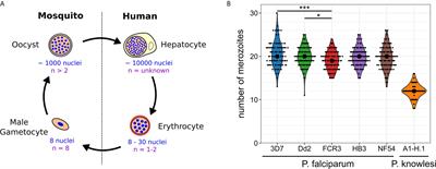 How Many Is Enough? - Challenges of Multinucleated Cell Division in Malaria Parasites